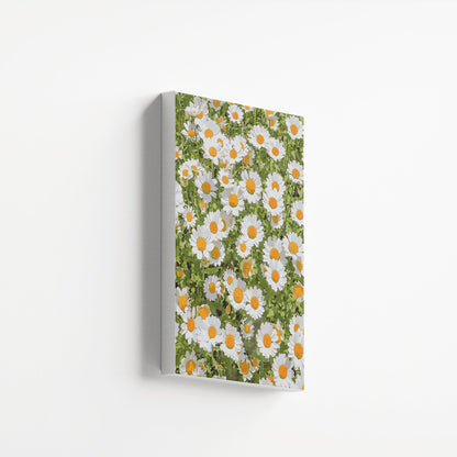 Fresh Daisy