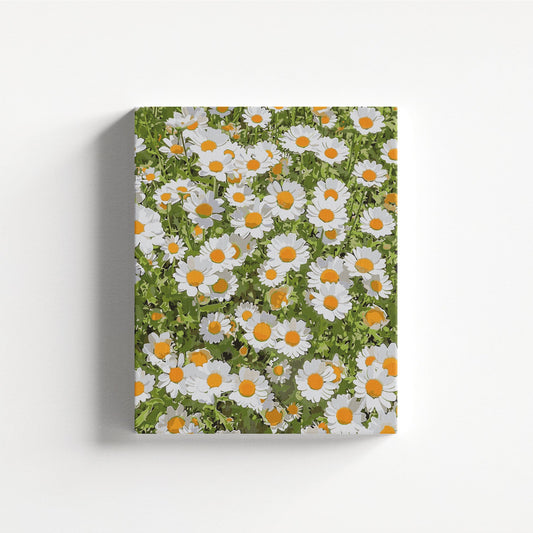 Fresh Daisy